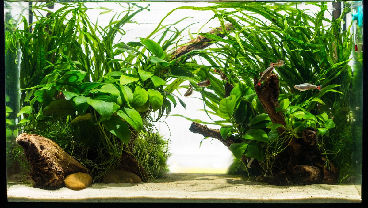 A nicely designed live plant aquarium setup