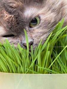 cropped-1-cat-eating-grass.jpg