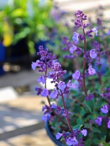 cropped-11-catmint.jpg