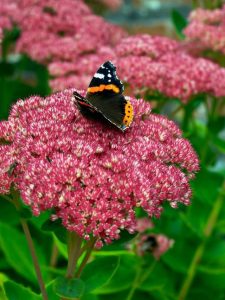 cropped-14-sedum.jpg