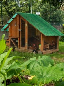 Chicken tractor on the wheels in a backyard garden.