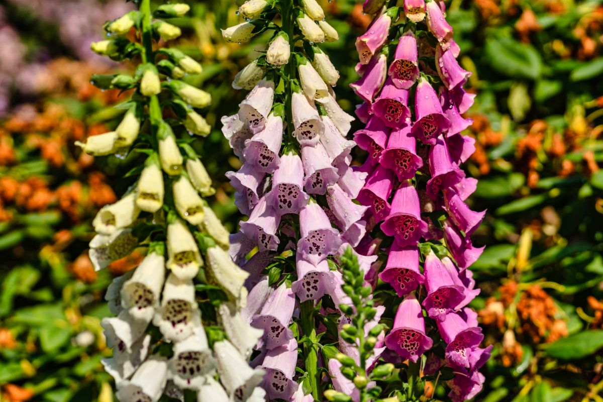 Foxglove flower spikes in three different colors
