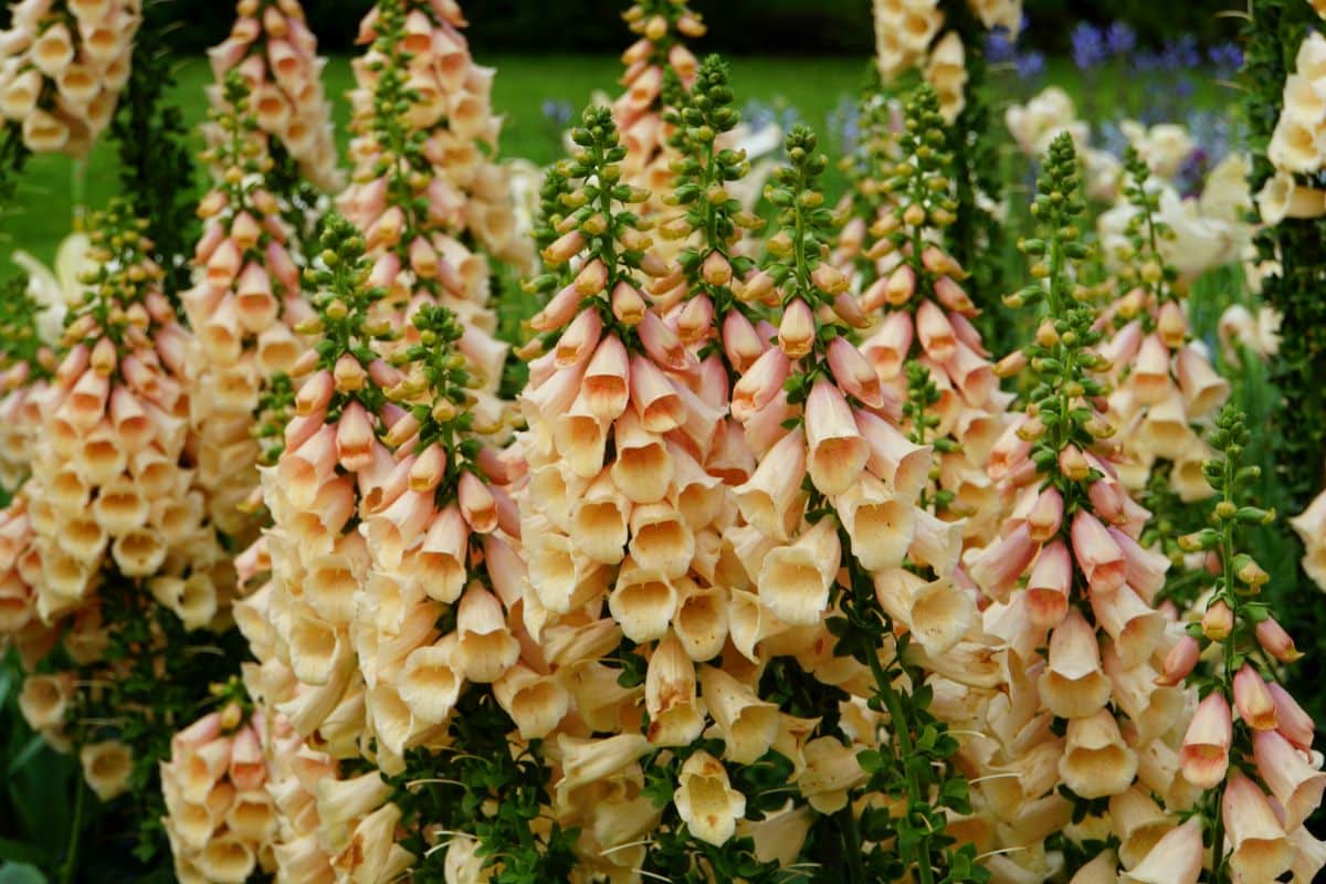Peachy colored digitalis flowers
