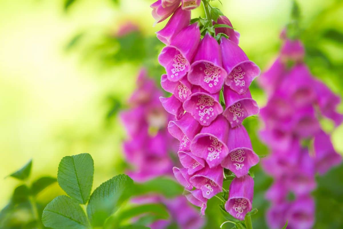 Pink foxglove flowers have speckled insides