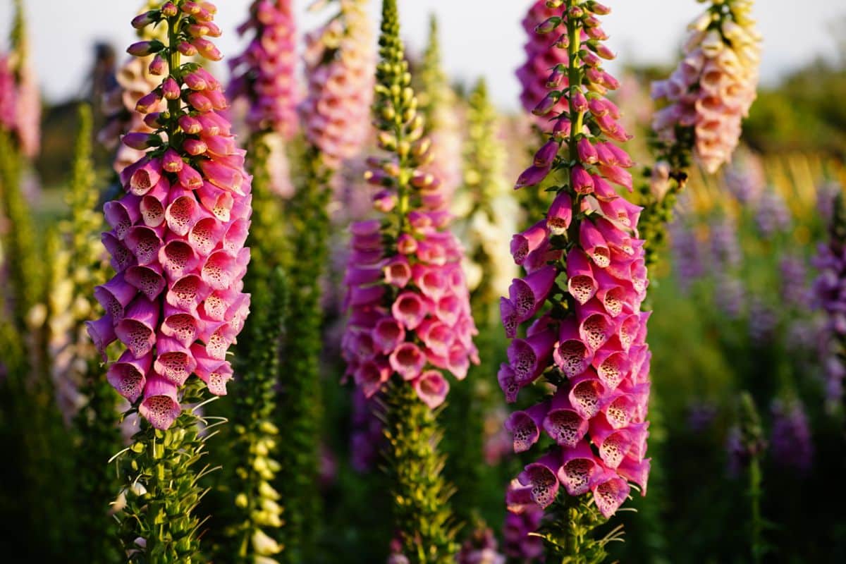 Foxgloves grow in full sun with light shade