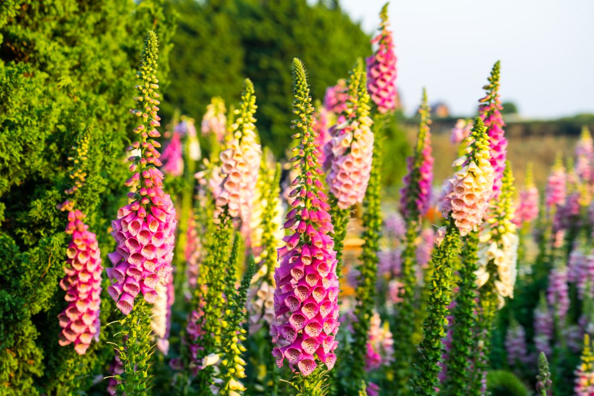 Foxglove flowers grow wild