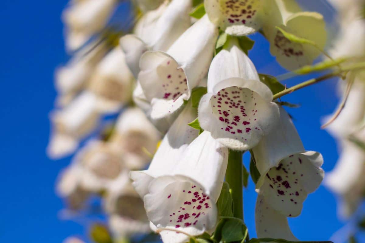 White foxglove flowers have purple speckled centers