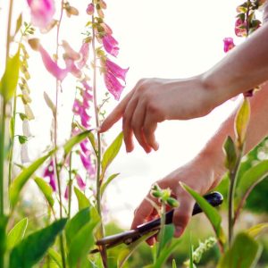 A gardener with shears pruning a pink-blooming foxglove.