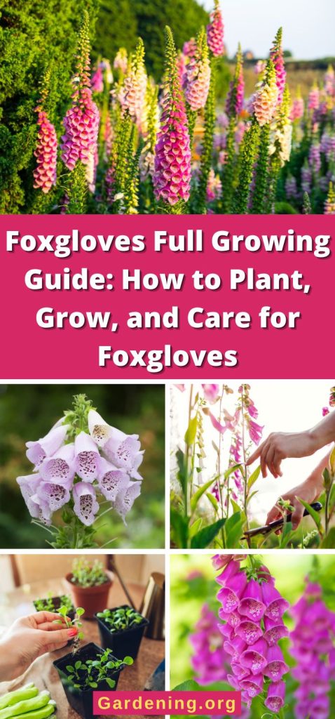 Foxgloves Full Growing Guide: How to Plant, Grow, and Care for Foxgloves pinterest image.