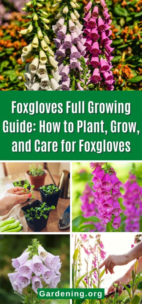 Foxgloves Full Growing Guide: How to Plant, Grow, and Care for Foxgloves pinterest image.