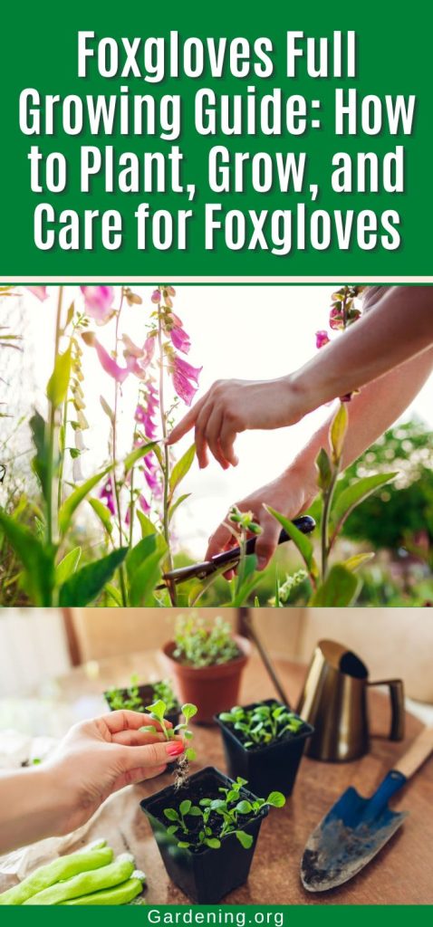 Foxgloves Full Growing Guide: How to Plant, Grow, and Care for Foxgloves pinterest image.