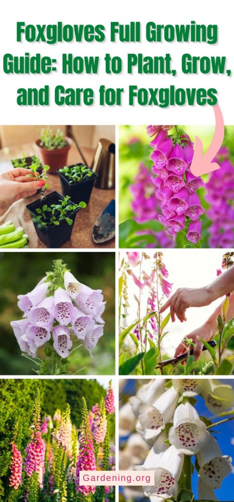 Foxgloves Full Growing Guide: How to Plant, Grow, and Care for Foxgloves pinterest image.