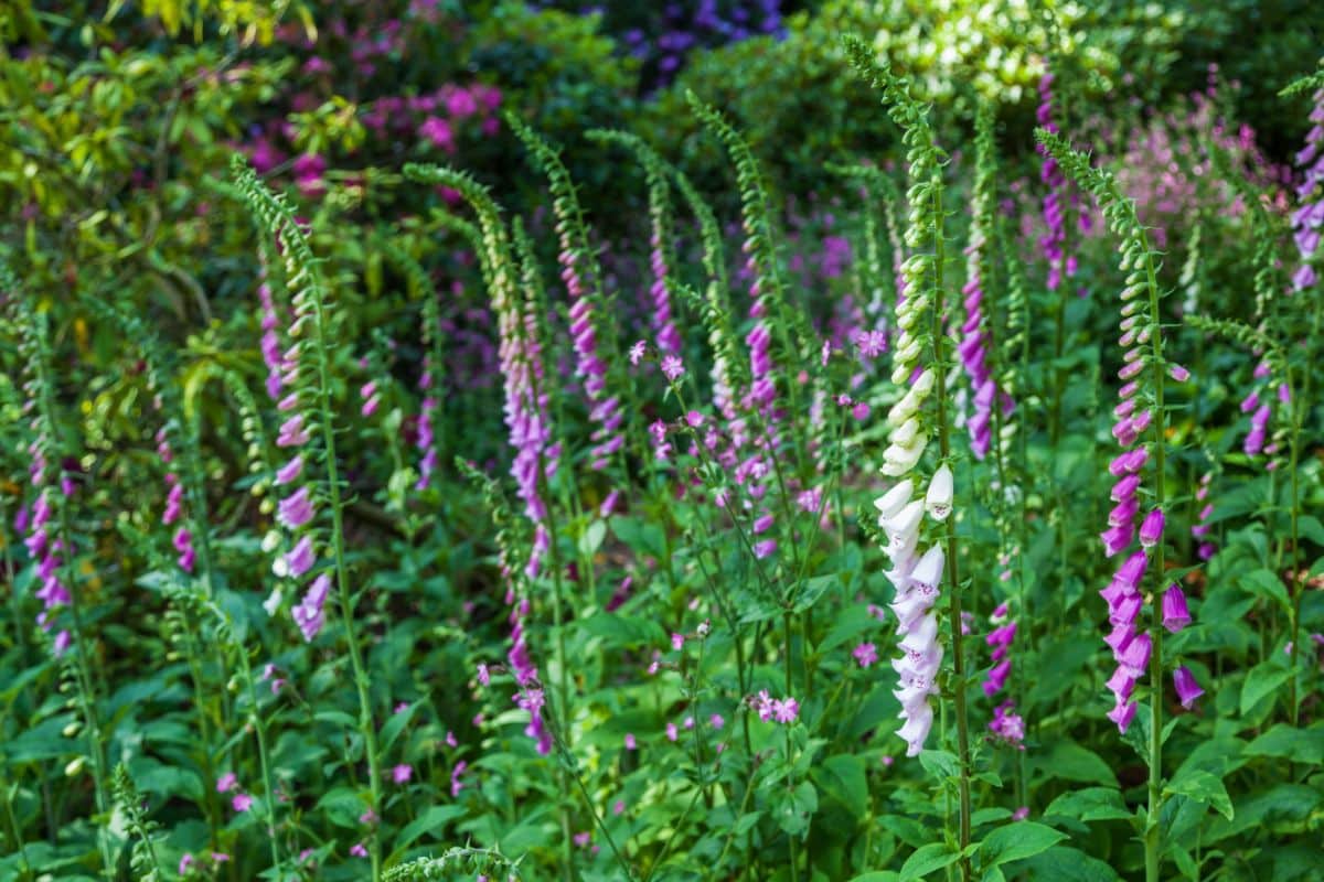 White and purple foxgloves grow in a wild patch