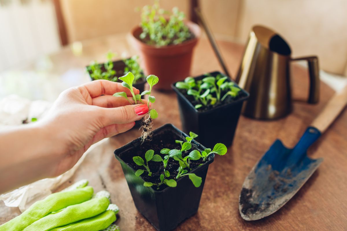 A woman separates foxglove seedlings for up potting