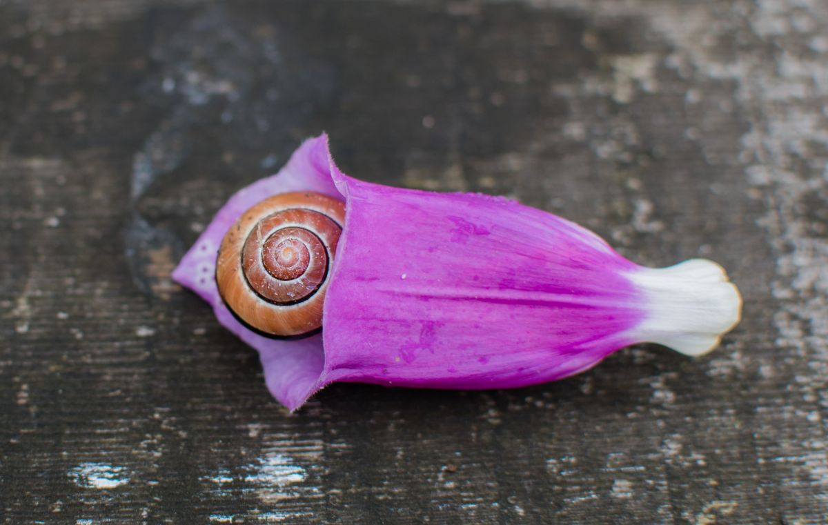 A foxglove flower with a snail in it