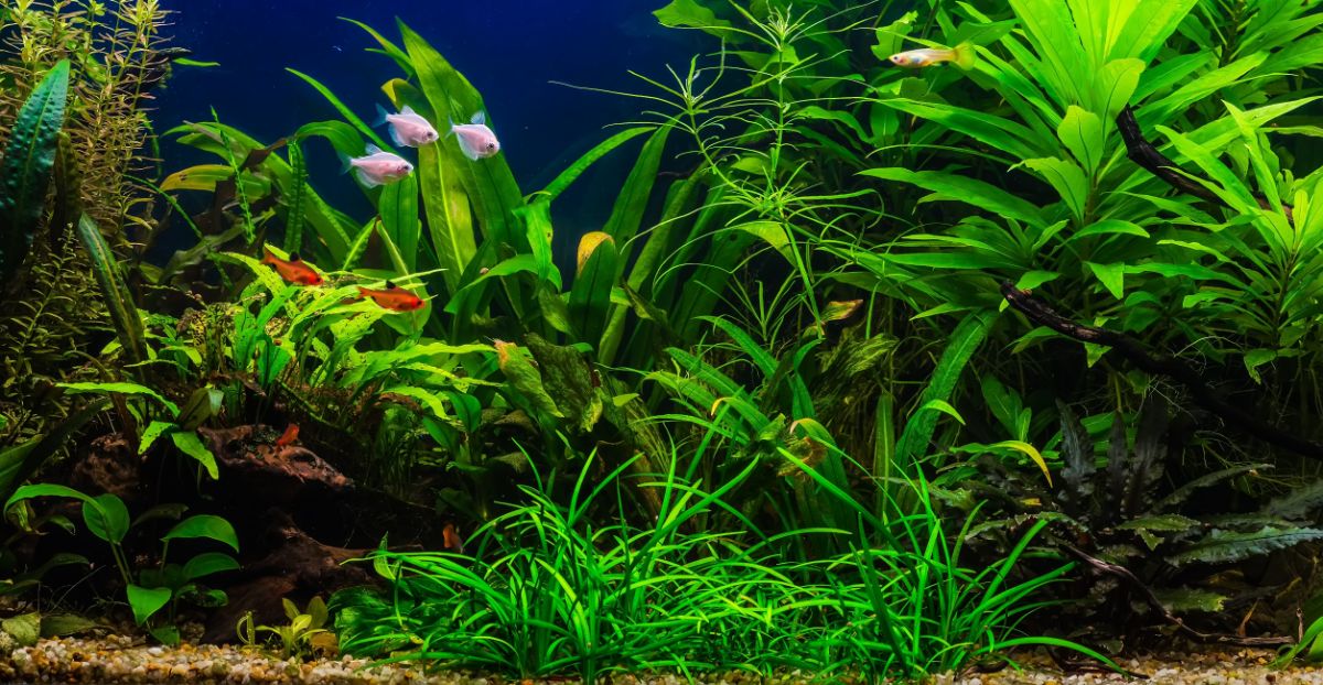 An aquarium with several types of aquatic plants