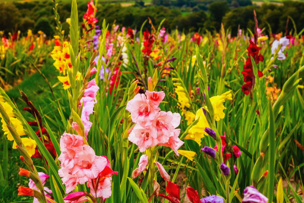 Rows of gladioli in a flower field