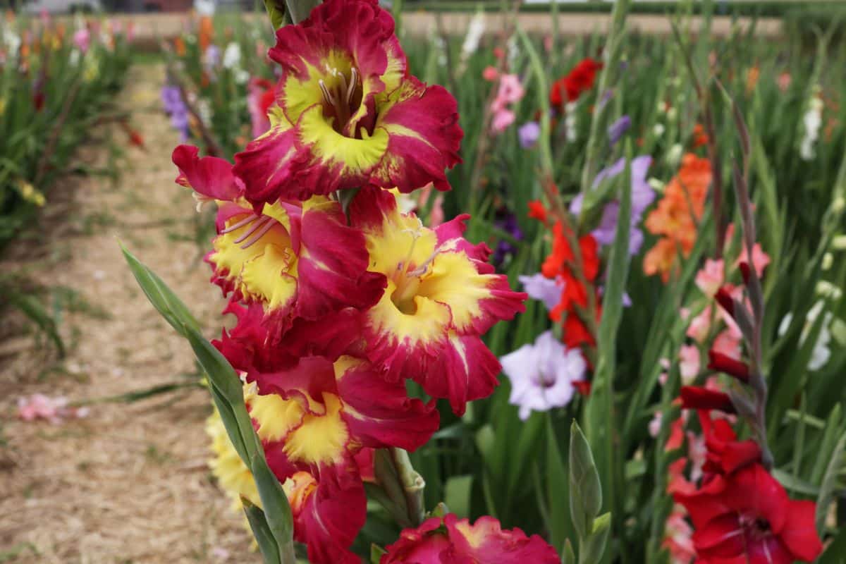 Rows of varied gladiolus flowers