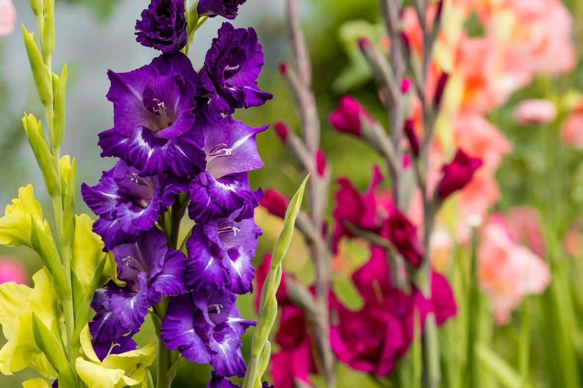 Dramatic purple gladiolus flower