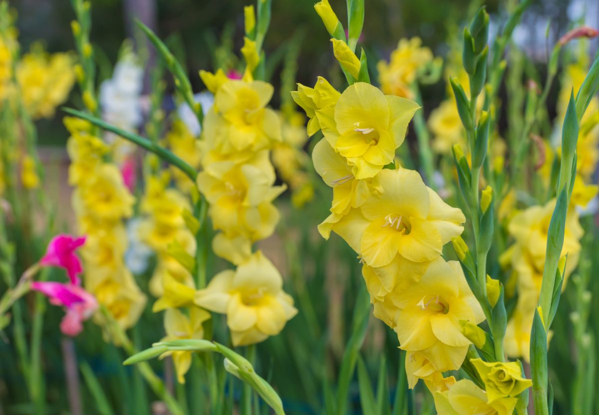 Yellow gladiolas in the garden