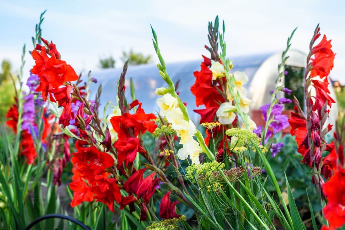 Gladiolus planted in full sun near a greenhouse