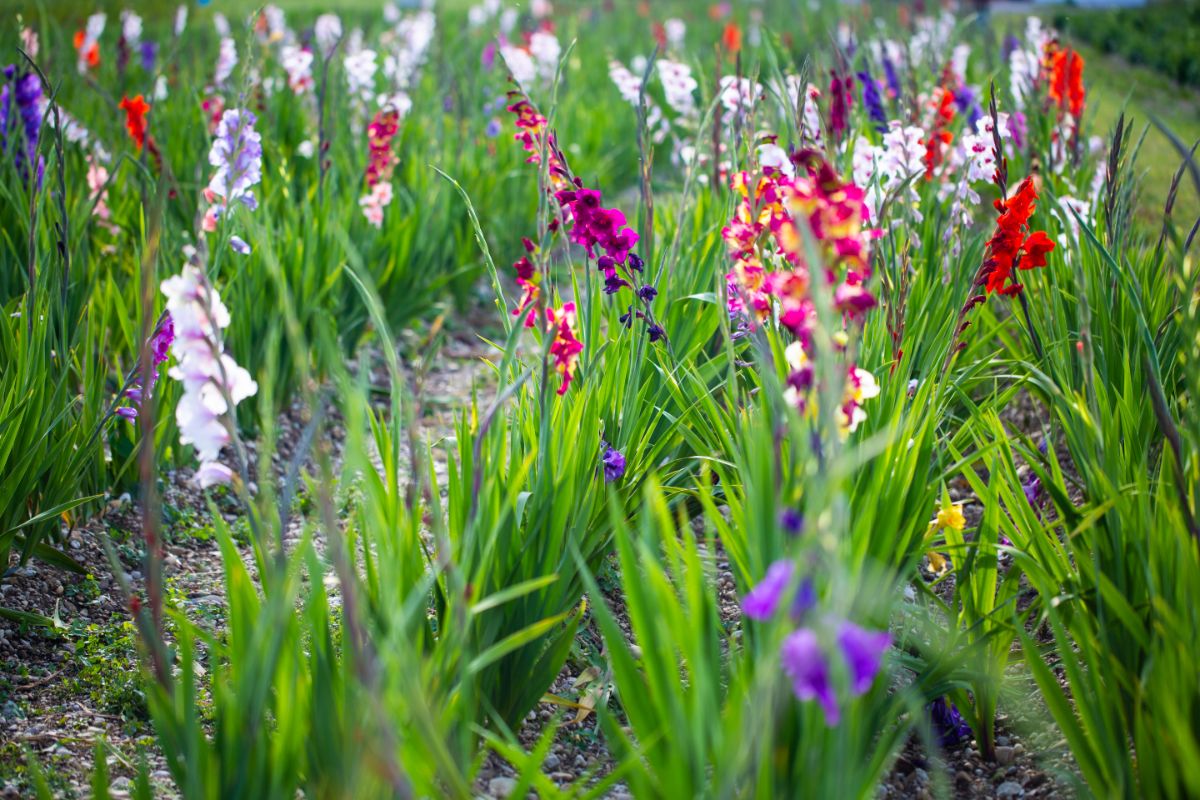 Rows of gladiolus flowers in a garden