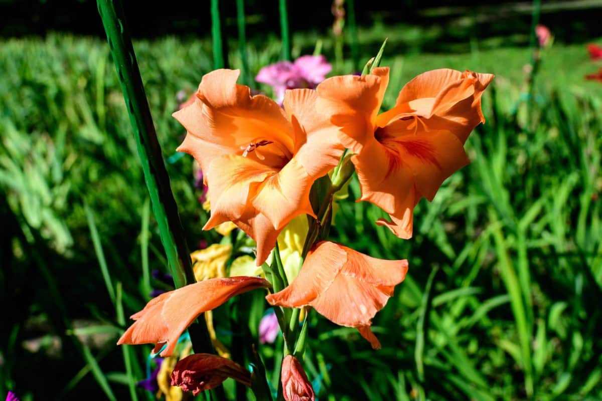 Aging orange gladiolas