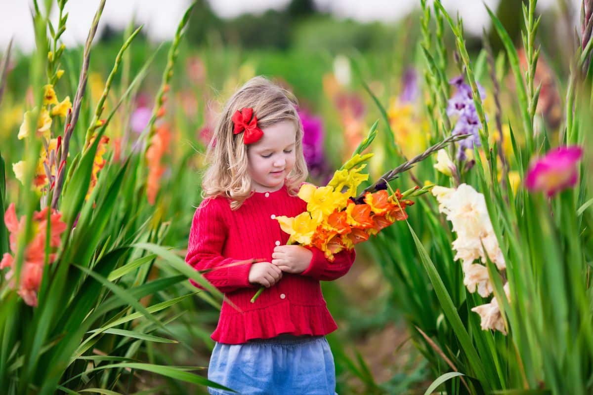 A young girl admires gladiolas she picked in a field