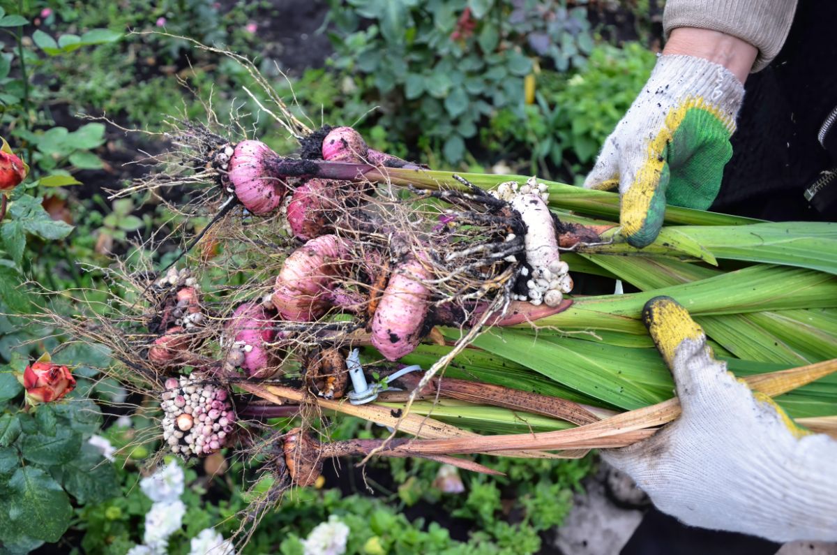 A gardener digging and dividing gladiolus corms