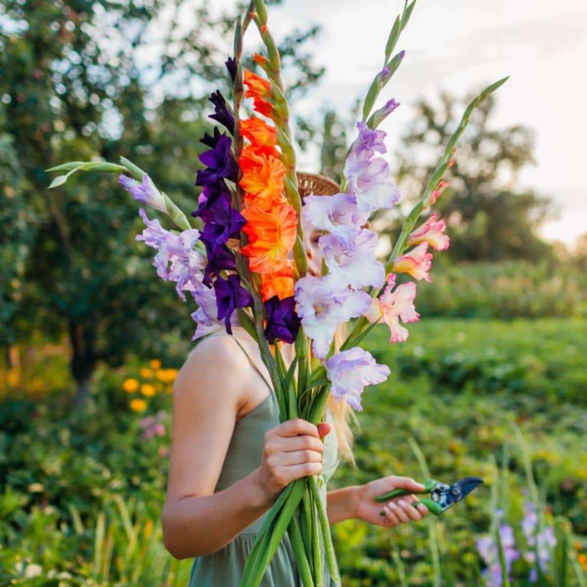 A young woman holding and harvesting colorful gladiolus flowers.
