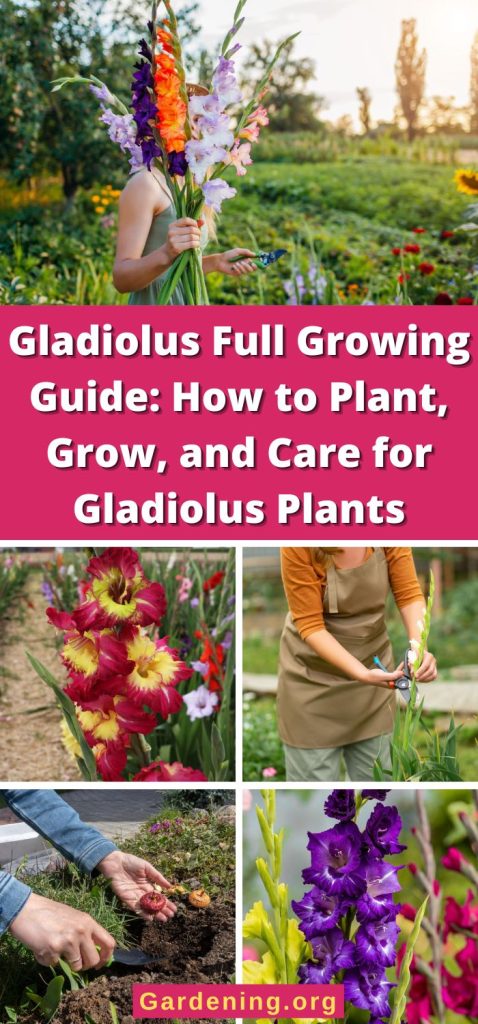 Gladiolus Full Growing Guide: How to Plant, Grow, and Care for Gladiolus Plants pinterest image.