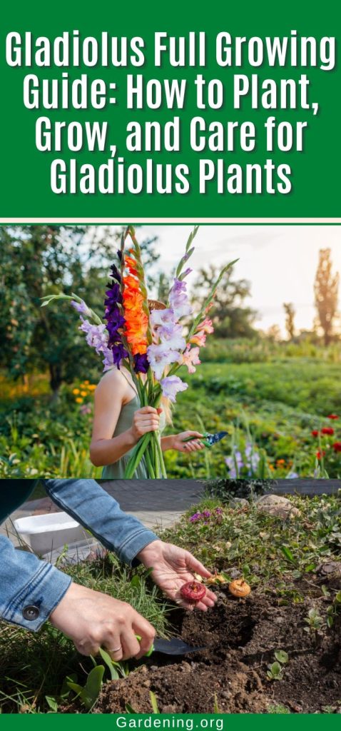 Gladiolus Full Growing Guide: How to Plant, Grow, and Care for Gladiolus Plants pinterest image.