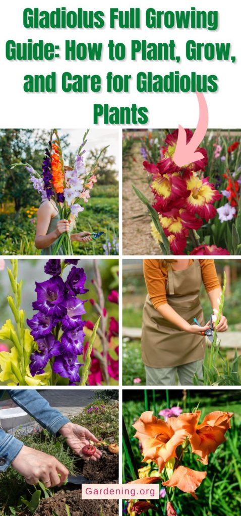 Gladiolus Full Growing Guide: How to Plant, Grow, and Care for Gladiolus Plants pinterest image.