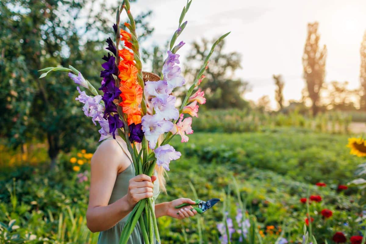 A woman holds cut gladiolas in her hand