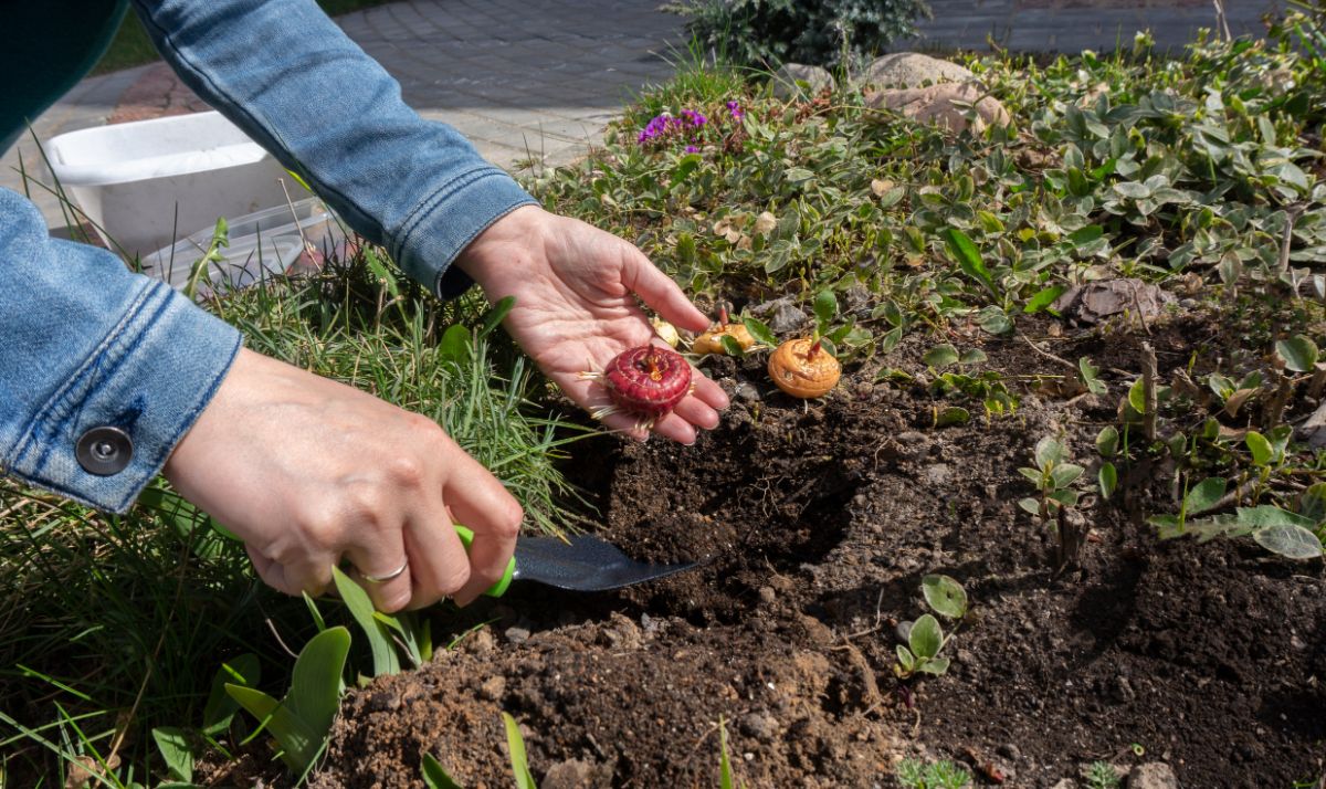 A gardener planting gladiolus bulbs
