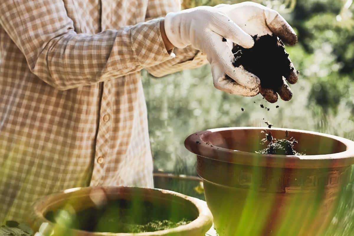 A woman fills a pot with potting soil for gladiolus
