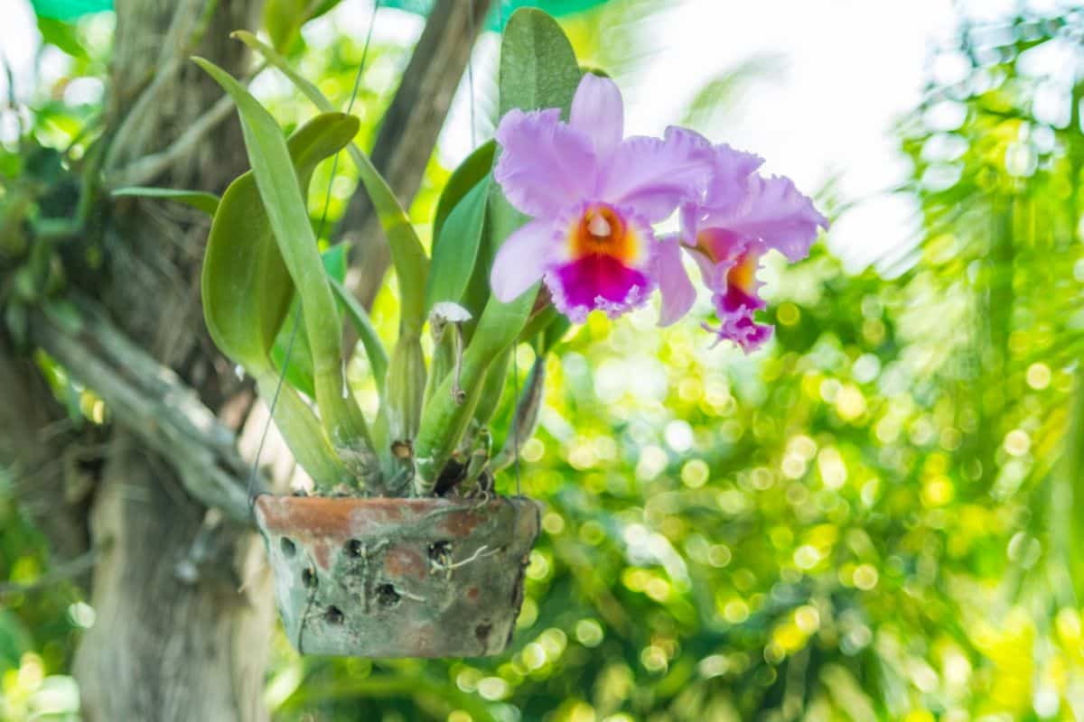 An orchid in a hanging orchid pot hanging in a tree