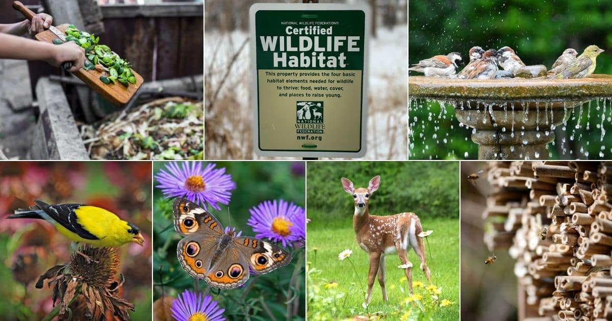 Help Wildlife by Certifying Your Garden as a Wildlife Habitat - Gardening