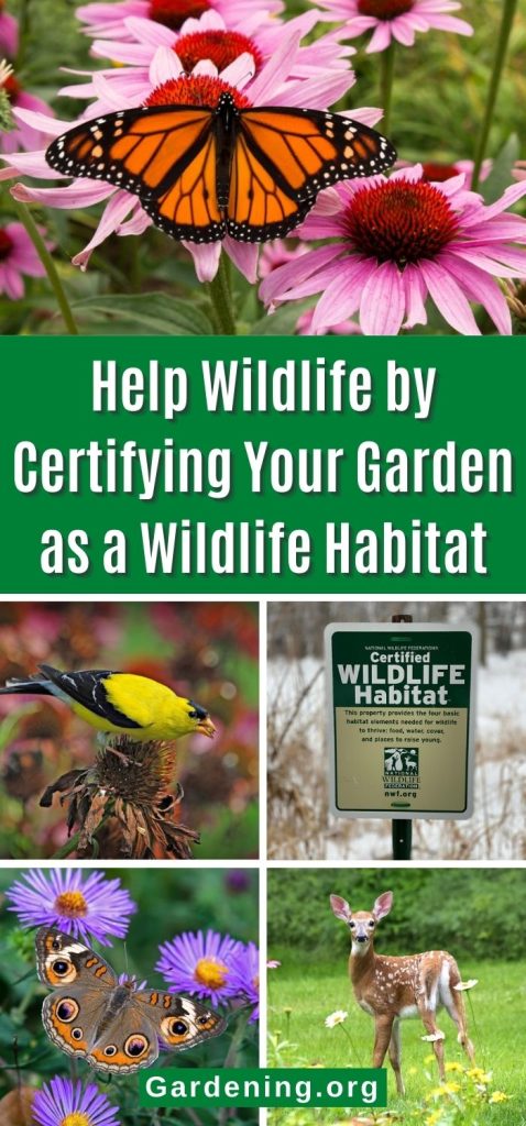 Help Wildlife by Certifying Your Garden as a Wildlife Habitat pinterest image.