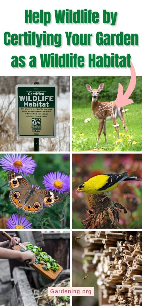 Help Wildlife by Certifying Your Garden as a Wildlife Habitat pinterest image.