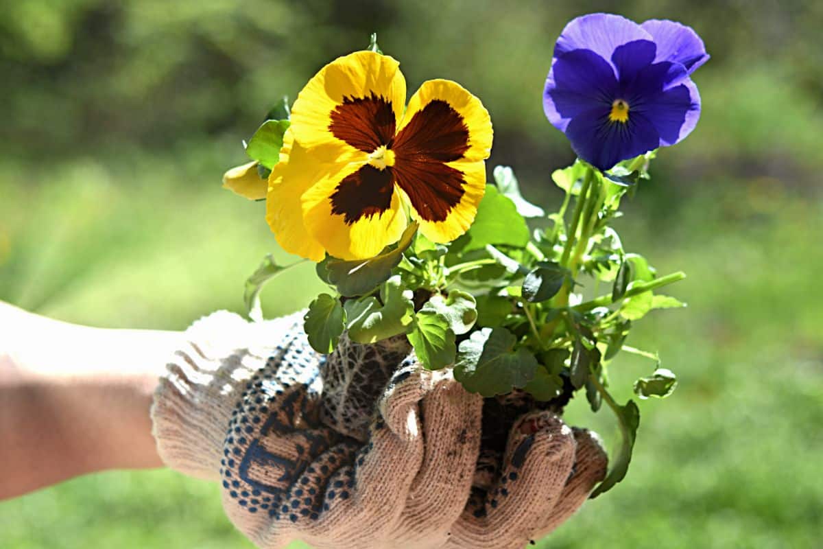 A gardener holds two pansy plants in their hand