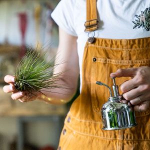 Close-up of woman florist wearing overalls, spraying air plant tillandsia by vintage steel water sprayer at a garden home/greenhouse, taking care of houseplants.