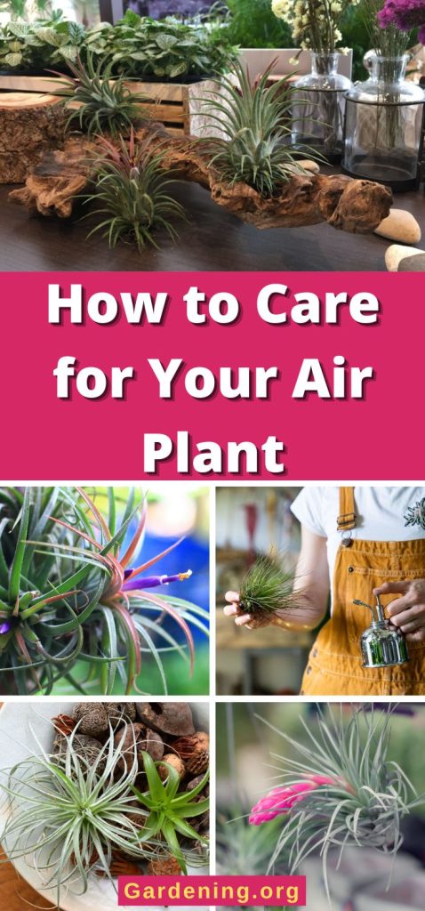 How to Care for Your Air Plant pinterest image.