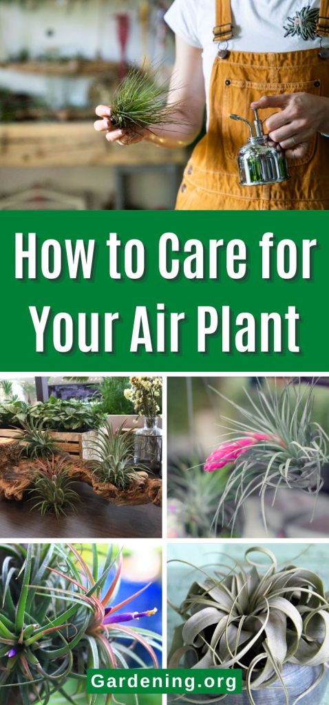 How to Care for Your Air Plant pinterest image.