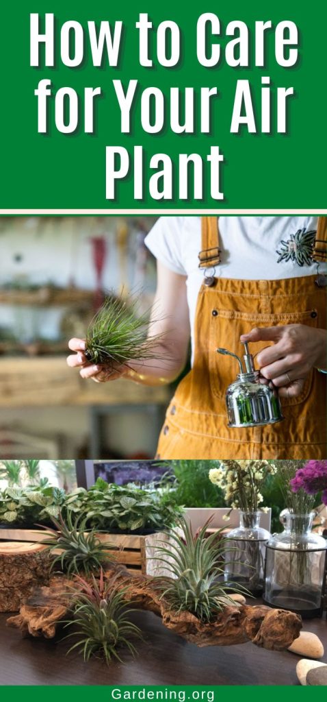 How to Care for Your Air Plant pinterest image.