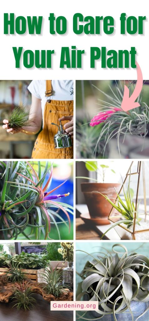 How to Care for Your Air Plant pinterest image.