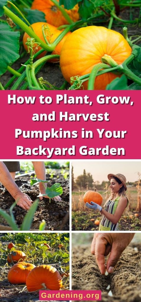 How to Plant, Grow, and Harvest Pumpkins in Your Backyard Garden pinteret image.