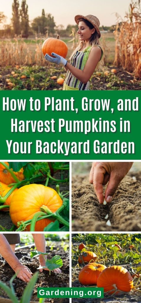 How to Plant, Grow, and Harvest Pumpkins in Your Backyard Garden pinteret image.