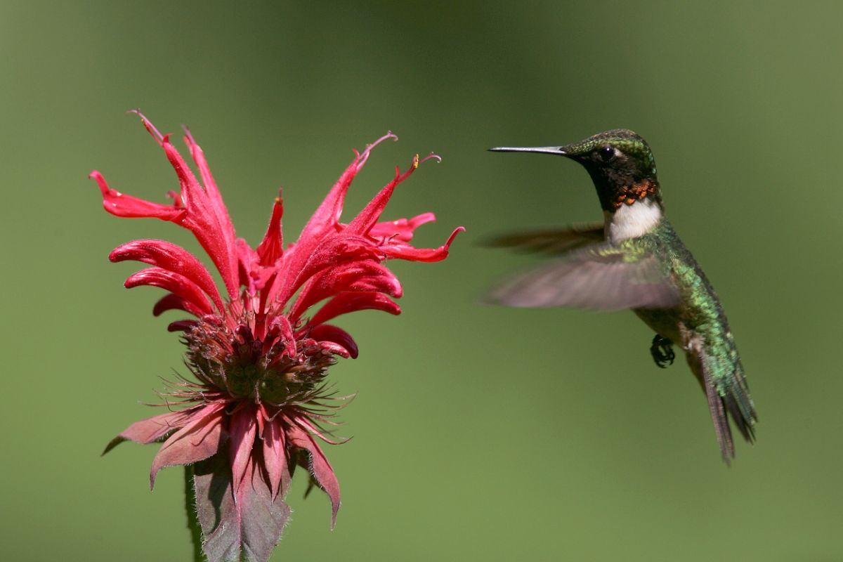 A hummingbird feeds on a pink flower
