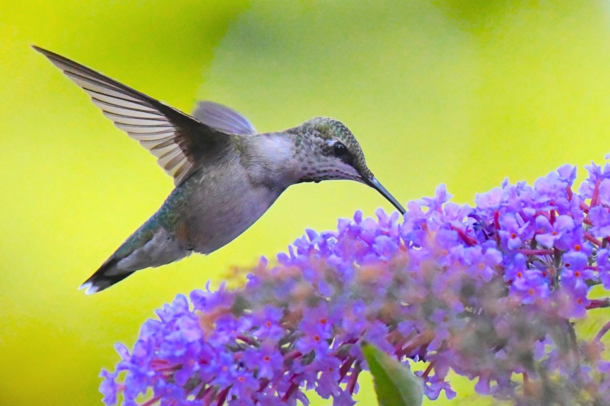 A hummingbird feeding on a purple flower